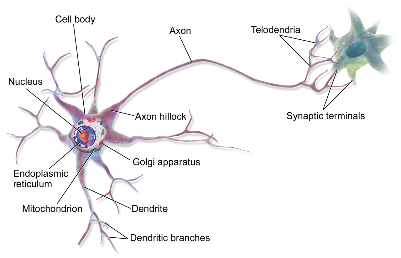 Neuron